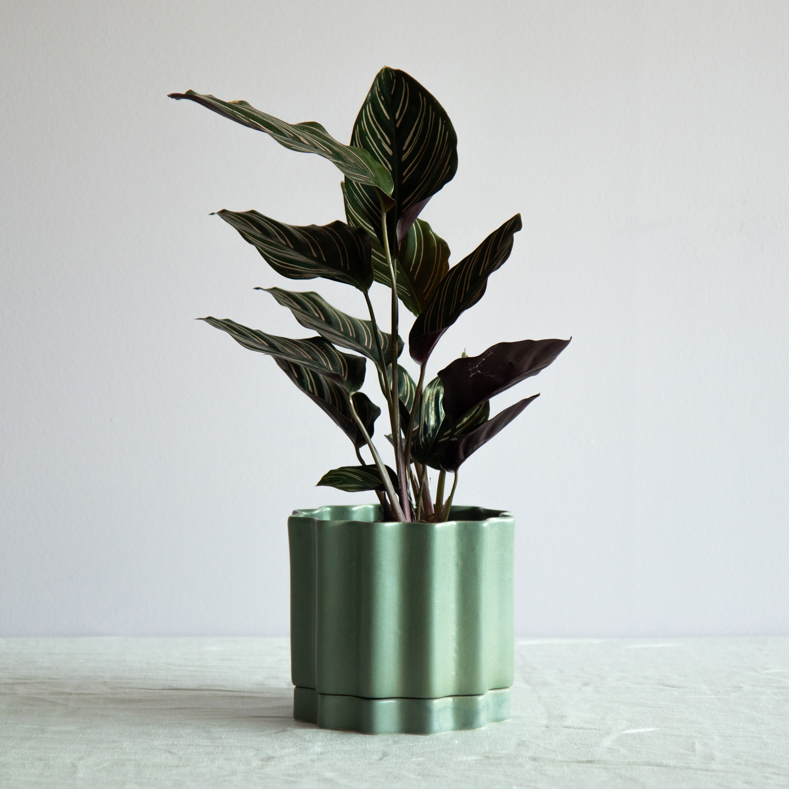 Medium Planter - Bluegum