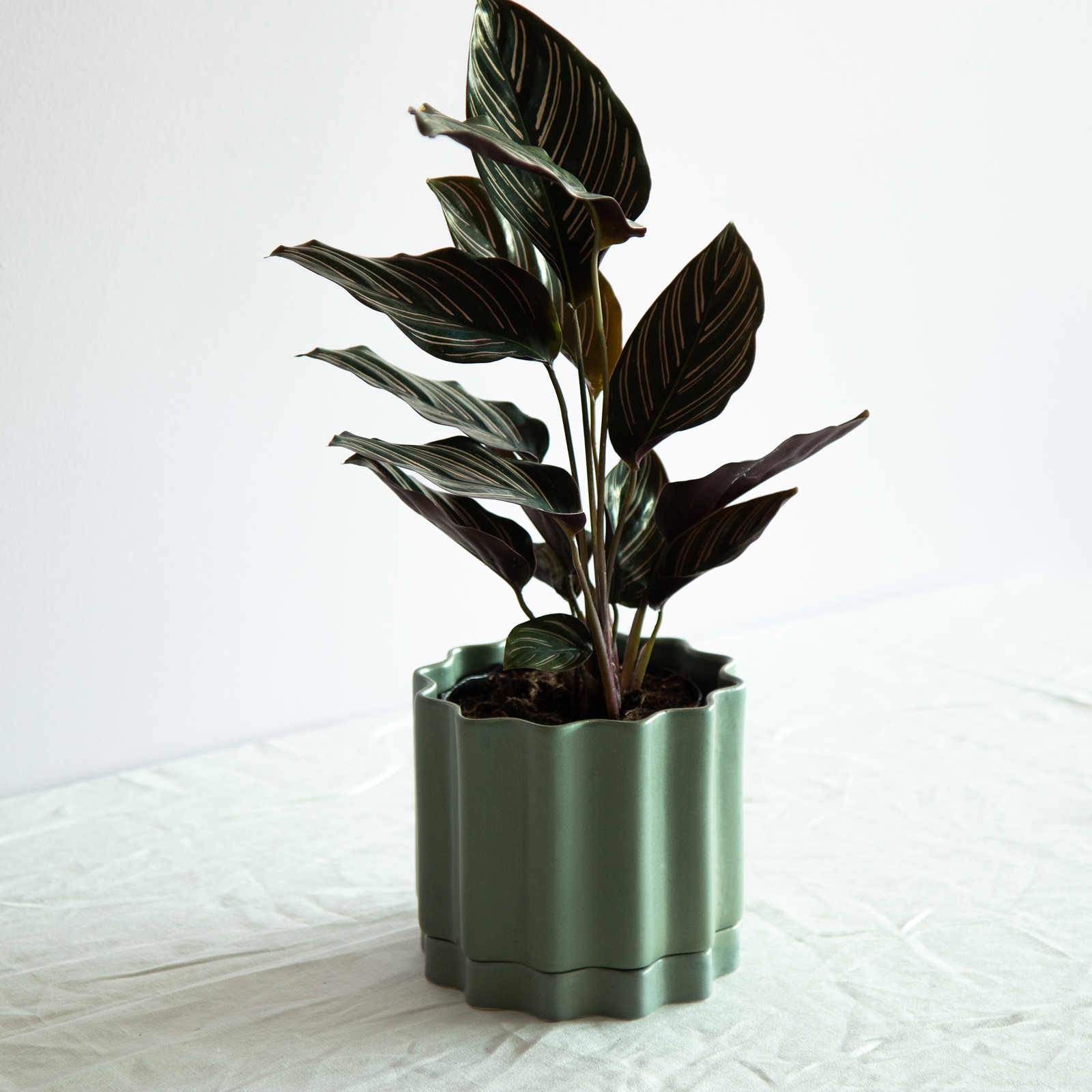 Medium Planter - Bluegum